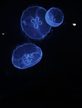 SARAH LEHLEITER   freelance designer